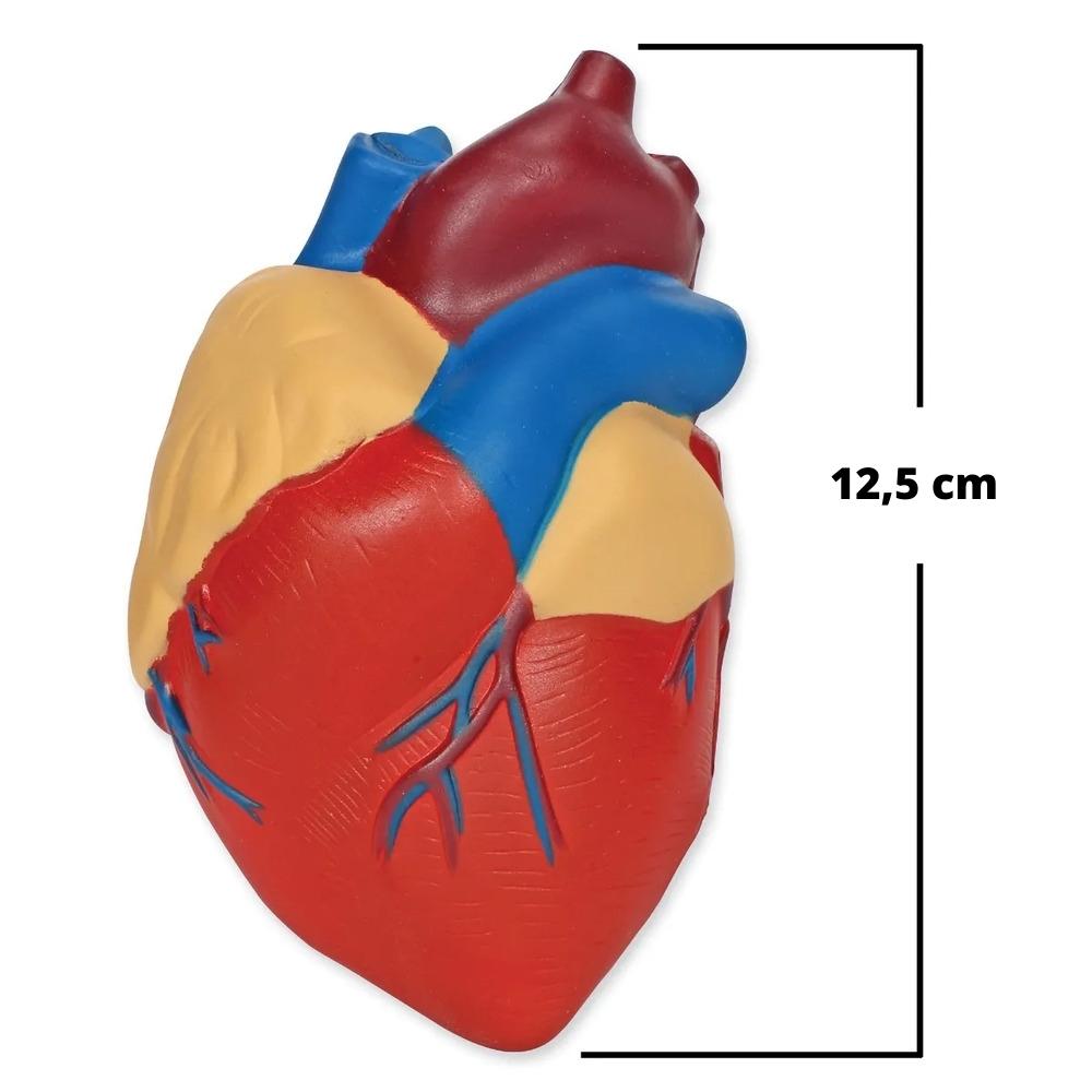 Model ludzkiego serca z pianki